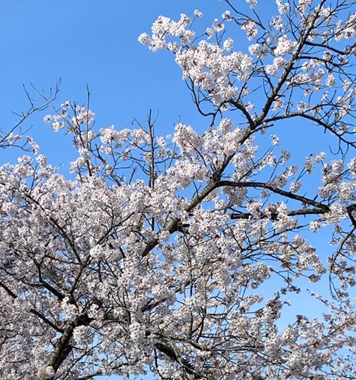 画像に含まれている可能性があるもの:木、植物、空、花、屋外、自然