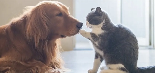 ご寄付ありがとうございました！