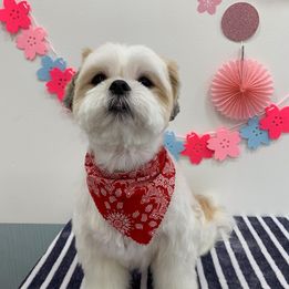 ぽんずちゃん 薬用シャンプー浸け置き中のお顔が 忘れてないよ