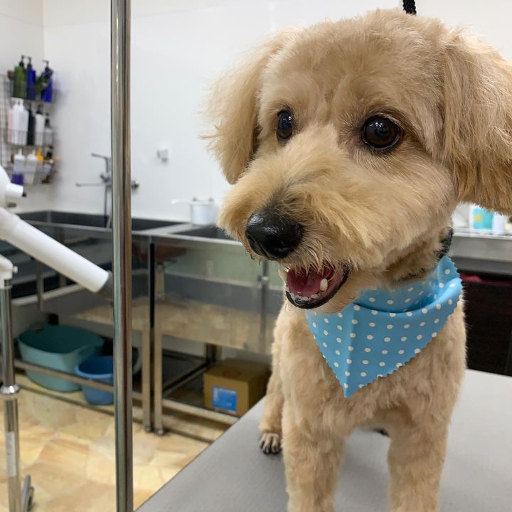 コロンちゃん ペットサロンラメール ペットサロン ラメール 多摩市 聖蹟桜ヶ丘 トリミング グルーミング Mix犬 ミックス
