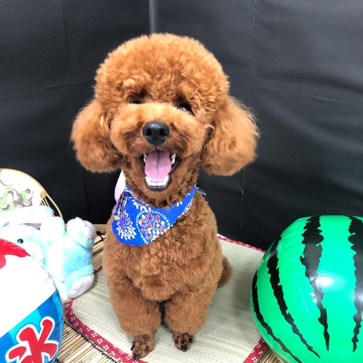 トフィーくん 聖蹟桜ヶ丘 トリミング グルーミング トイプードル とっぷのっと育成中 いぬすたぐらむ いぬのいる暮らし い