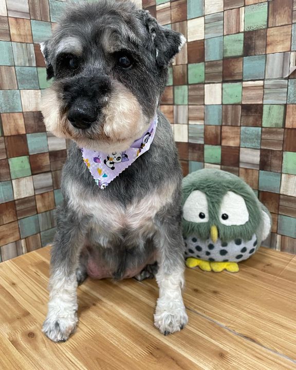 エルフちゃん ペットサロンラメール ペットサロン ラメール 多摩市 聖蹟桜ヶ丘 トリミング グルーミング ミラブル 犬スタ