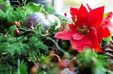 画像に含まれている可能性があるもの:植物、花、自然、屋外