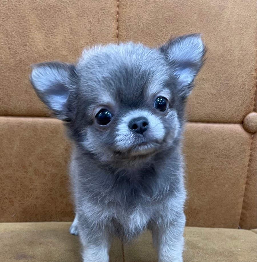#チワワ