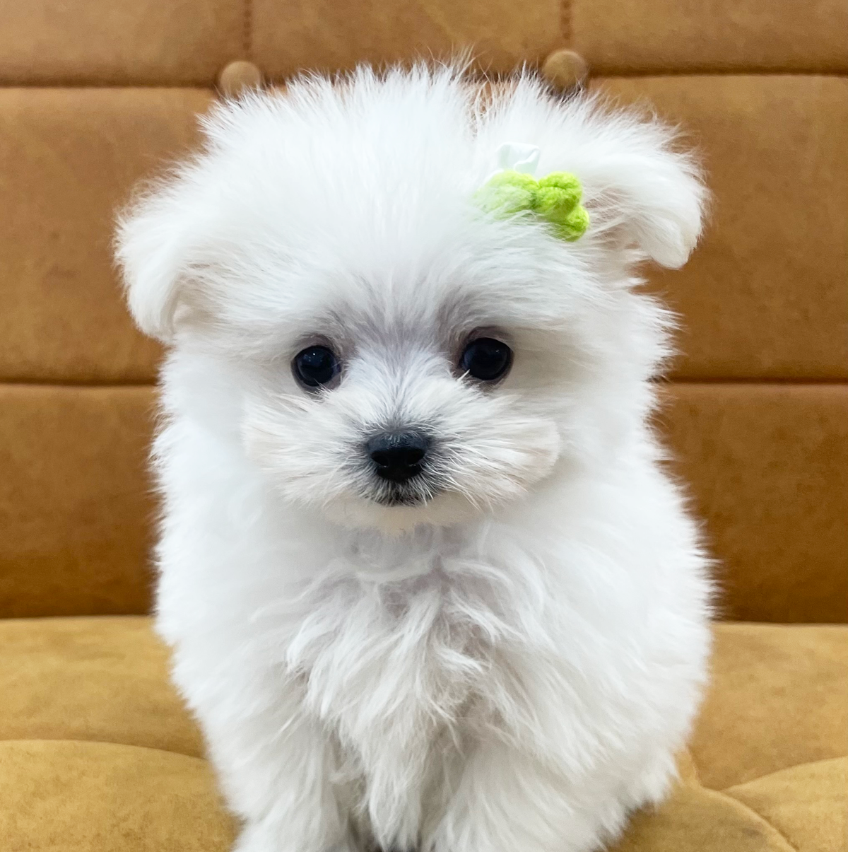 #MIX（ポメラニアン×マルチーズ）