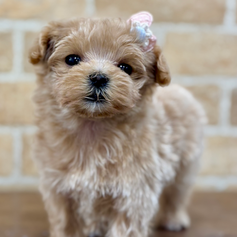 #トイプードル×マルチーズ