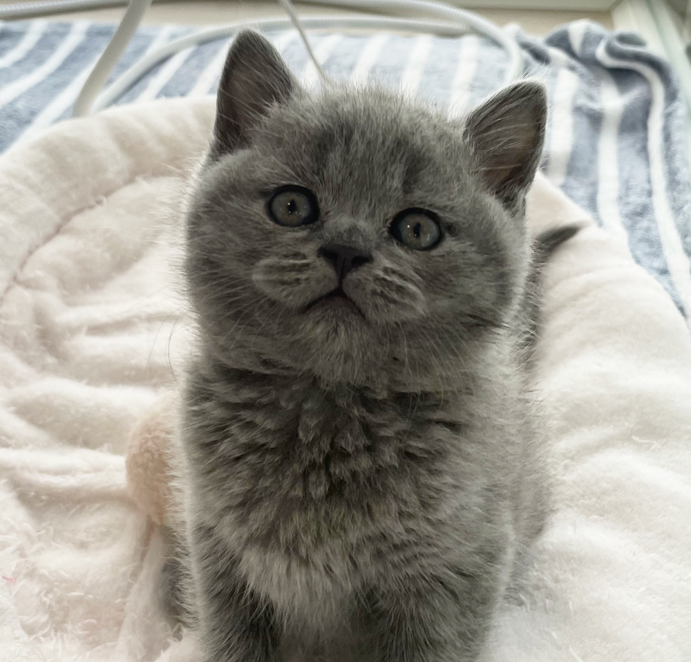 #ブリティッシュショートヘア