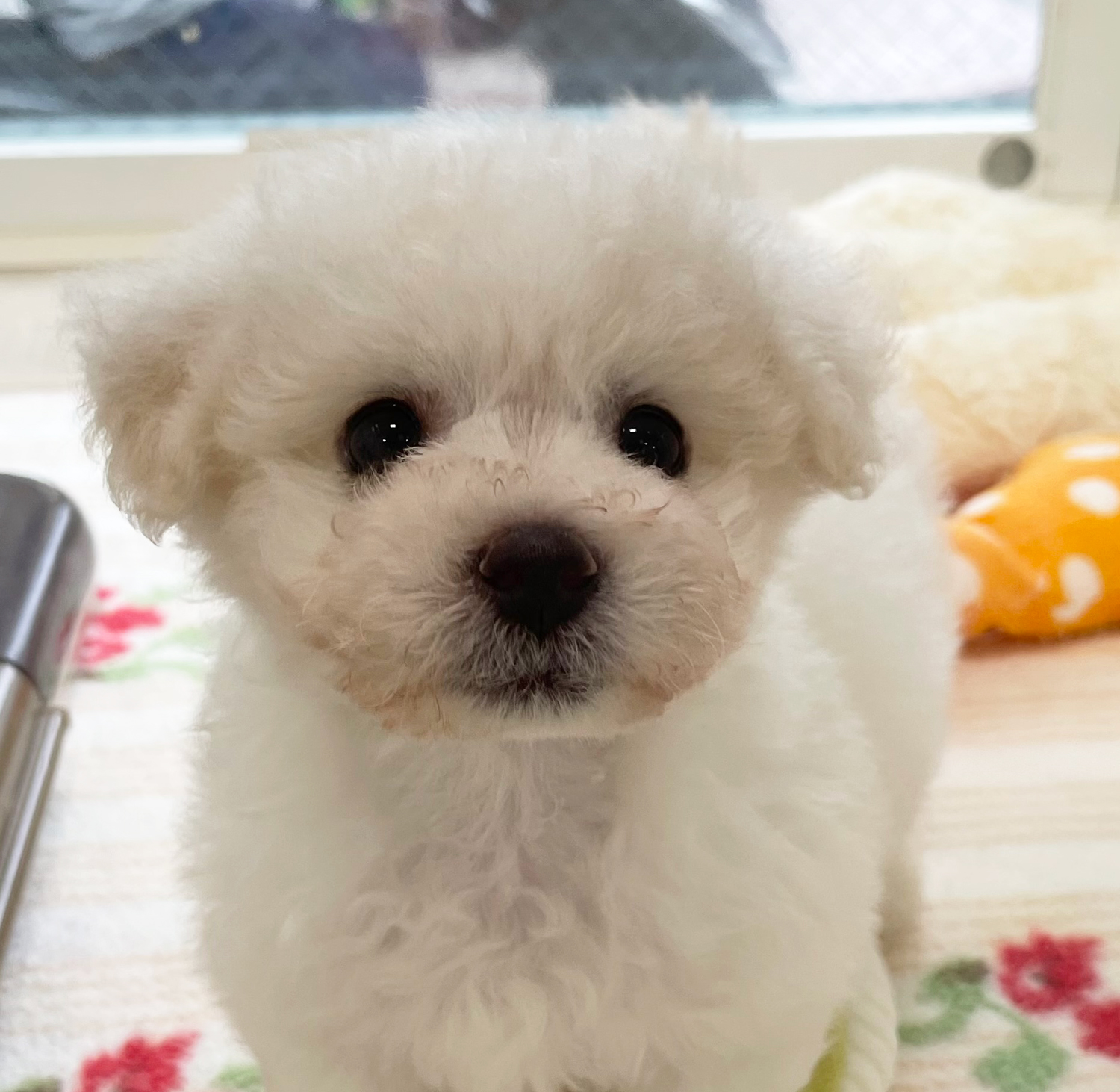 #ビジョンフリーゼ