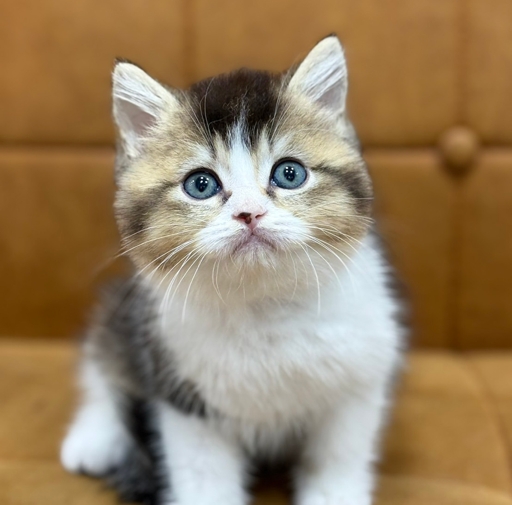 ブリティッシュショートヘア